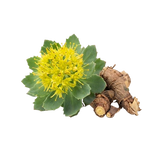 Rhodiola Rosea